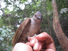 Brachypodius eutilotus