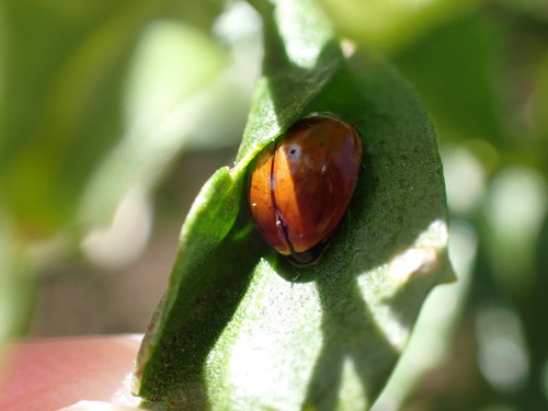iNaturalist observation photo of Coccinella