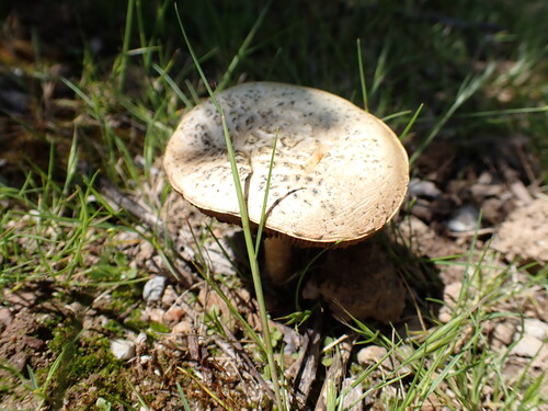 iNaturalist observation photo of Common Fieldcap