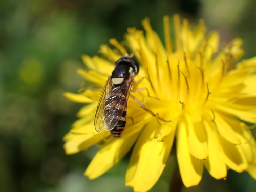iNaturalist observation photo of Forked Globetail