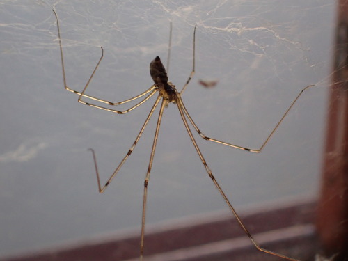 iNaturalist observation photo of Marbled Cellar Spider