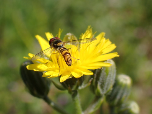 iNaturalist observation photo of Oblique Streaktail
