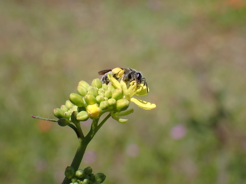 iNaturalist observation photo of Bees