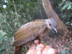 Brachypodius eutilotus