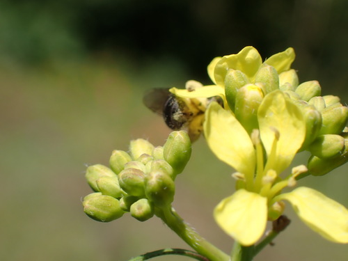 iNaturalist observation photo of Bees