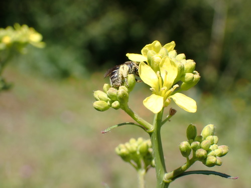 iNaturalist observation photo of Bees