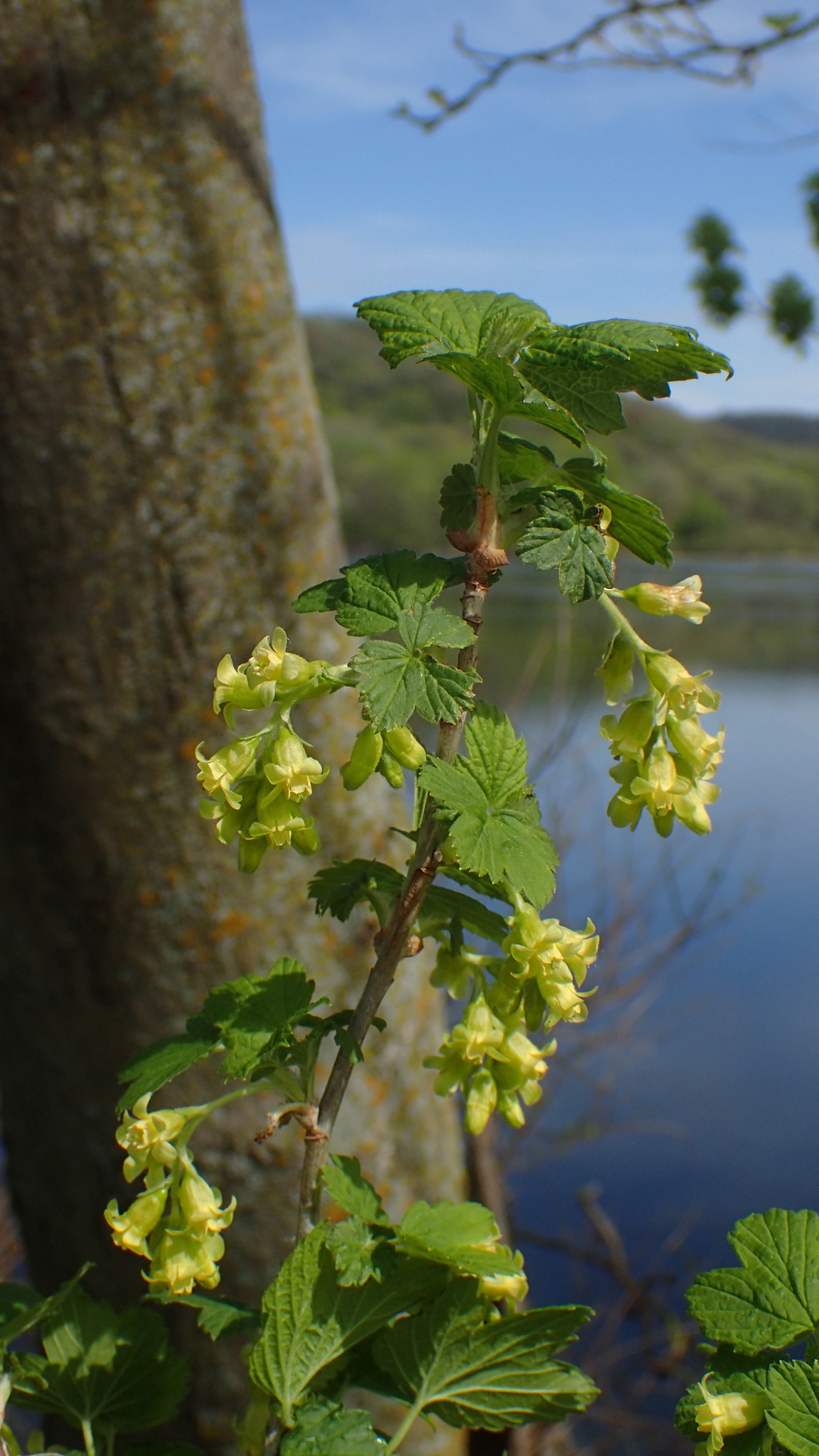 Ribes americanum