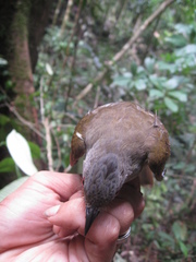 Brachypodius eutilotus