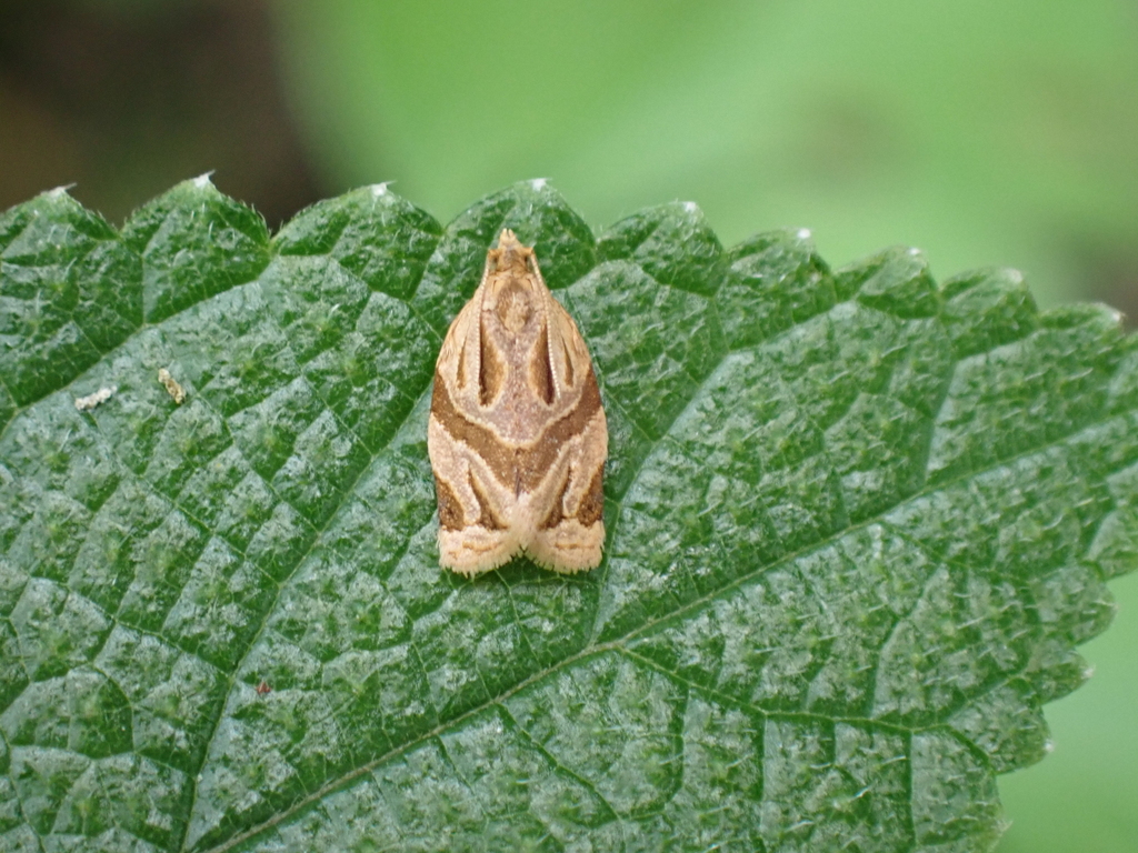 Clepsis vitiana
