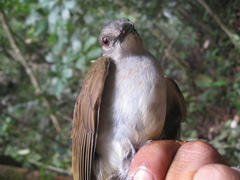 Brachypodius eutilotus