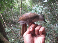 Brachypodius eutilotus