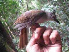 Brachypodius eutilotus