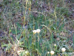 Armeria alliacea