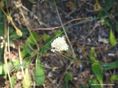 Armeria alliacea