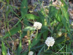 Armeria alliacea