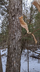 Ostrya virginiana image