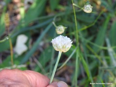 Armeria alliacea