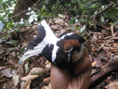 Enicurus ruficapillus