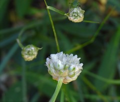 Armeria alliacea