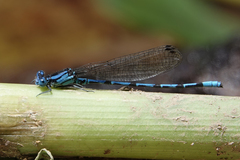 Argia elongata