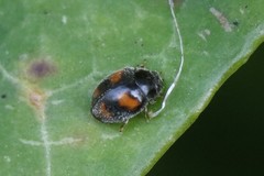 Nephus quadrimaculatus