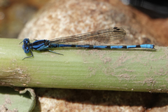 Argia elongata