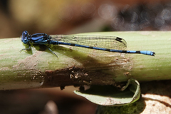 Argia elongata