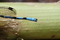 Argia elongata