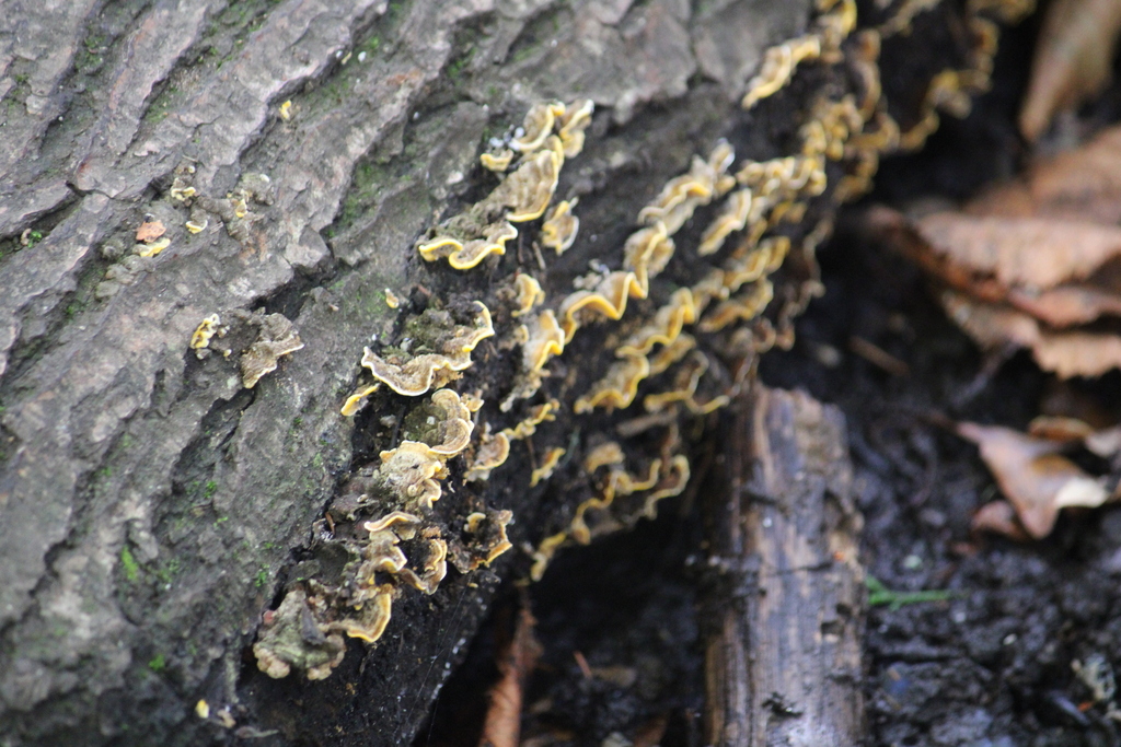 Stereum hirsutum · April 2026 · photo: © jack12347 (iNaturalist, cc0)