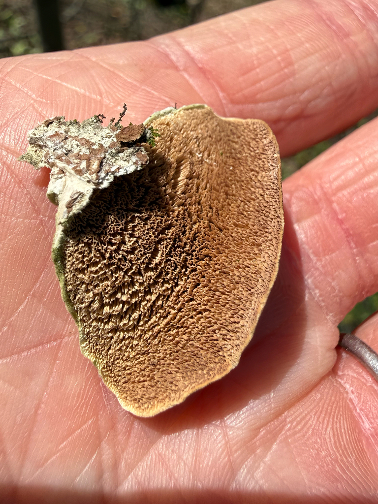Trichaptum biforme · April 2026 · photo: © morekari (iNaturalist, cc0)