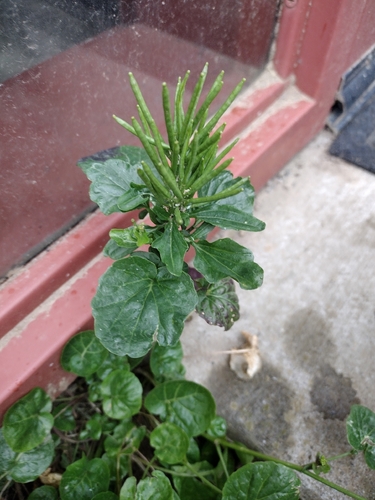 iNaturalist observation photo of American yellowrocket