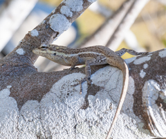 Anolis litoralis