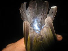 Kurochkinegramma hypogrammicum