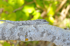 Anolis litoralis