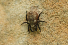 Caeculidae