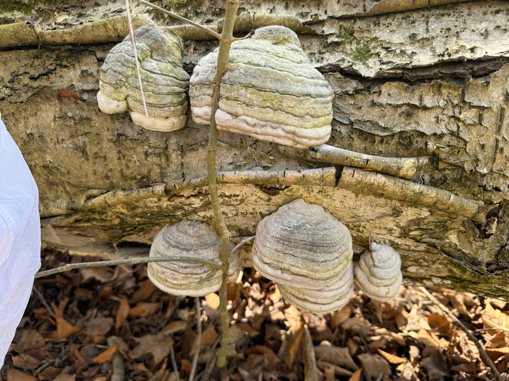 Fomes fomentarius · April 2026 · photo: © morekari (iNaturalist, cc0)