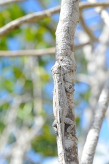Anolis litoralis