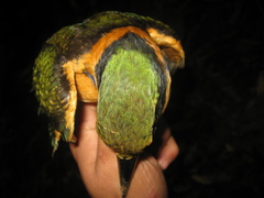 Actenoides concretus