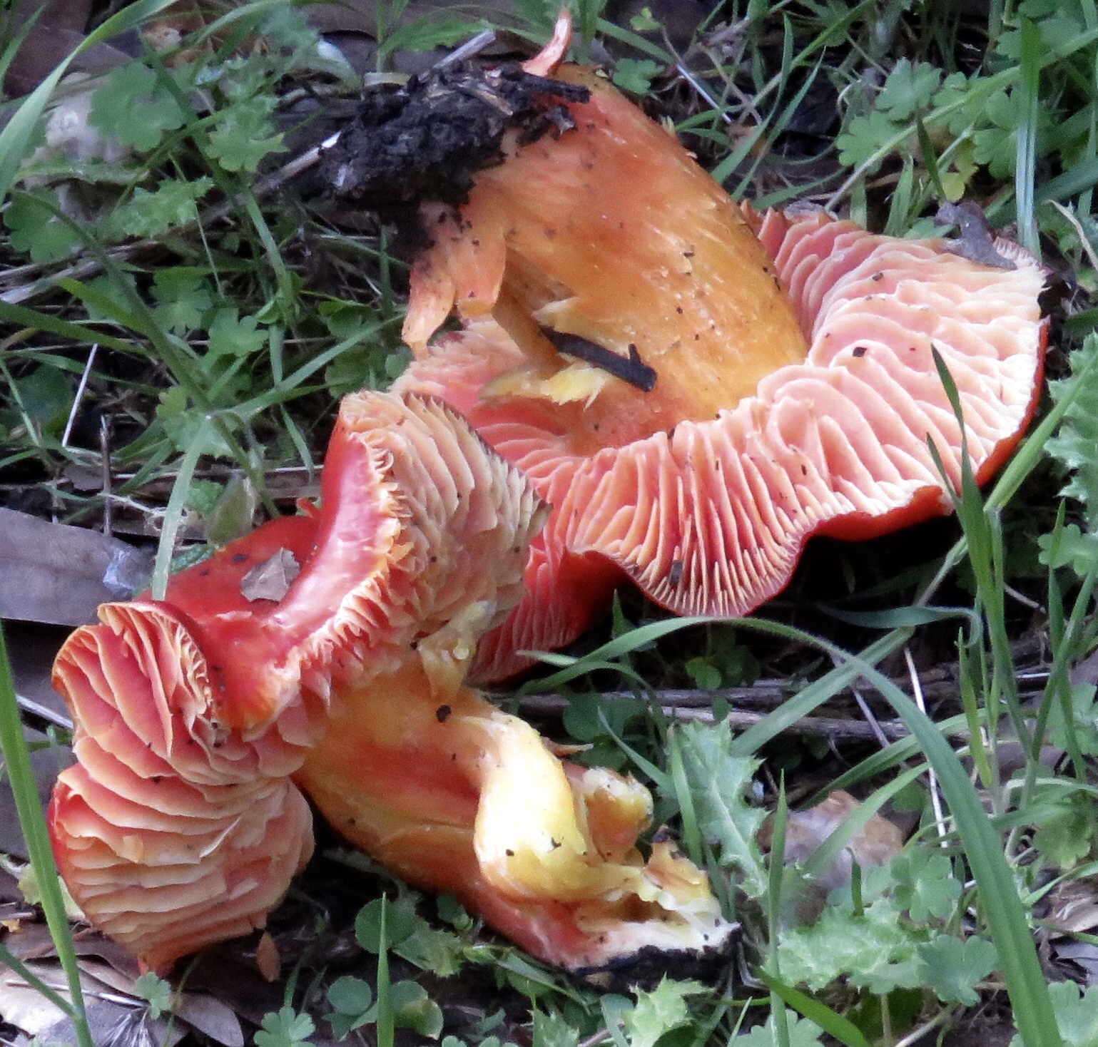 Hygrocybe splendidissima image