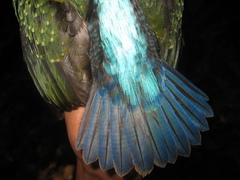 Actenoides concretus