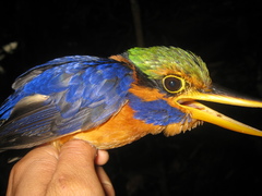 Actenoides concretus