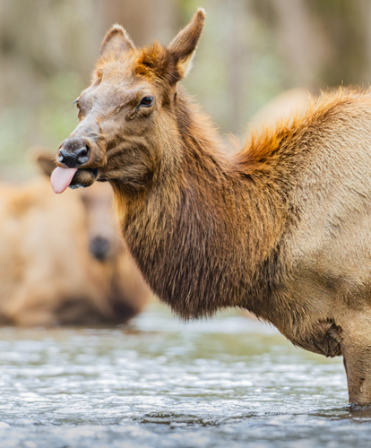 American Elk photographed in North Carolina