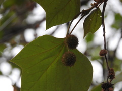 Platanus mexicana