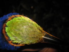 Actenoides concretus