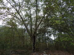 Platanus mexicana