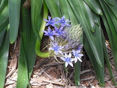 Scilla peruviana