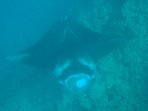 Mobula alfredi