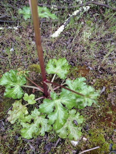 iNaturalist observation photo of Pacific Sanicle