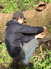 Hygrocybe splendidissima