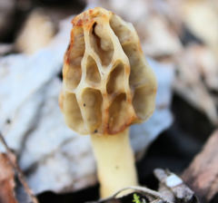 Morchella diminutiva
